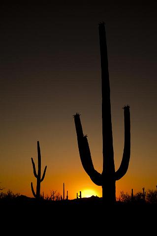 123 Saguaro National Park.jpg